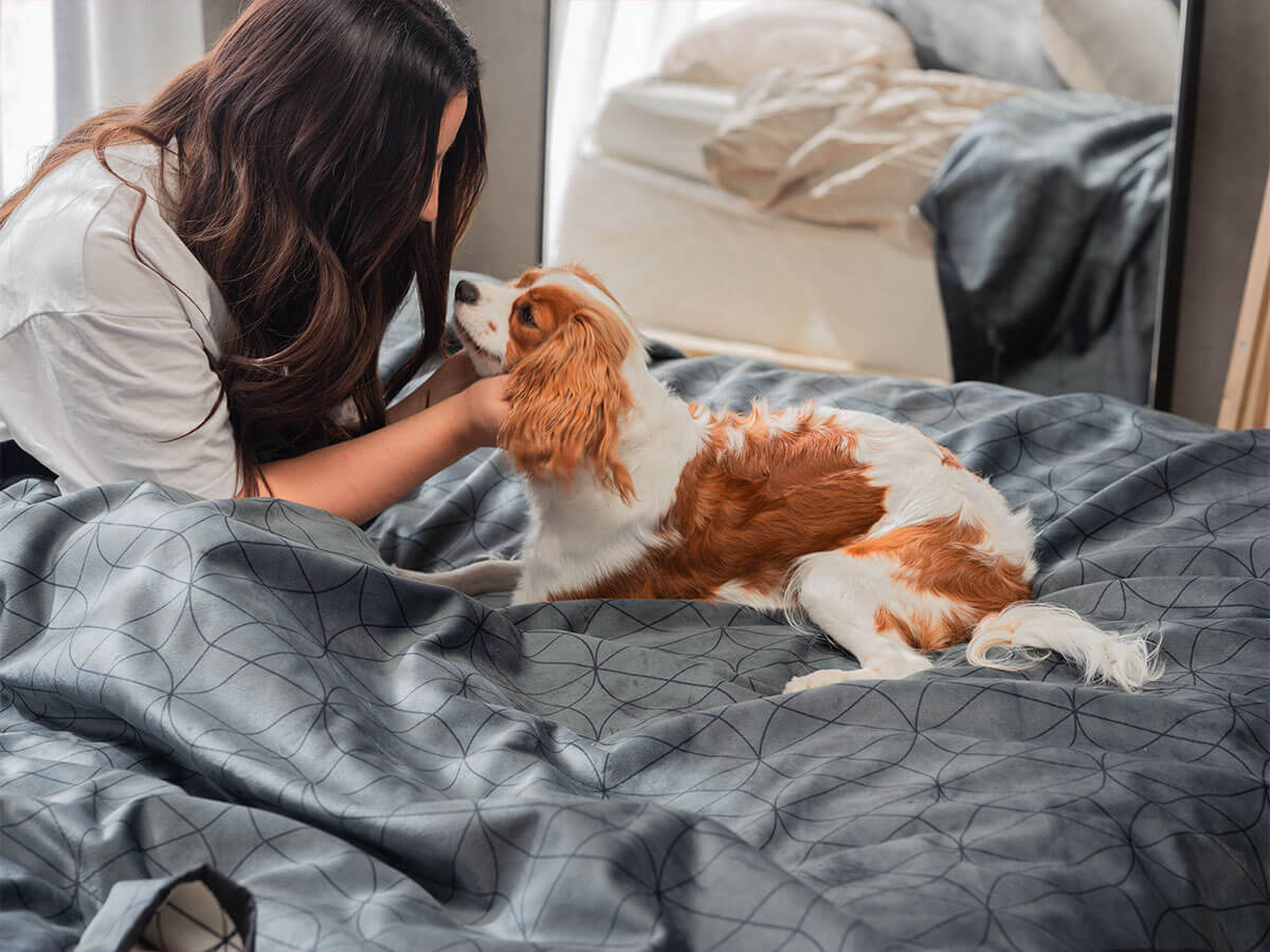 Dog Incontinence Products to Protect Your Home